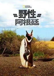 《国家地理 野性阿根廷》：探寻南美大陆的狂野心脏，从冰川到草原的生命赞歌